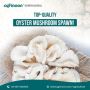 Buy Oyster mushroom spawn from China