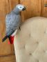 JoJo is a 2 year old male Congo African Grey