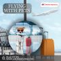 How to travel with pets in flight