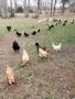 Tomball's Finest Pasture-Raised Chicken