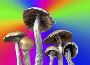  malabar magic mushrooms for sale