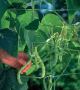 Buy Horticultural Products Online | American Nettings & Fabr