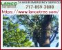 Cheap tree felling and tree cutting services in Lancaster, P