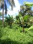 6618 m² RESIDENTIAL FARM LOT, in Talisay, Lipa, Batangas 6618 m² RESIDENTIAL FARM LOT, in Talisay, Lipa, Batangas