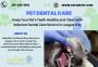 Keep Your Pet's Teeth Healthy with Safarivet Dental Service