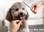 Professional Dog Groomers in Chennai