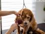 Professional Dog Groomers in Hyderabad