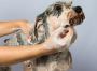 The Best Dog Grooming Services in Ghaziabad