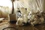 Asbestos Removal Contractor in Geelong | AR-Environmental