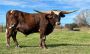Best Texas Longhorn Cows For Sale