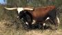 Find Premium Texas Longhorns for Sale | Star Creek Ranch
