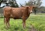 Invest in Iconic Cattle With Texas Longhorns for Sale