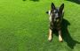 How to Clean Fake Grass from Dog Urine - Ace Landscapes Inc