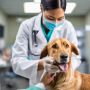 Parasite Treatment for Dogs at Atlas Animal Hospital