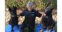 Sit Means Sit Cibolo Dog Training Sit Means Sit Cibolo Dog Training