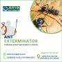 Ant Exterminator Hamilton
