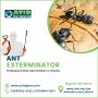 Ant Exterminator Hamilton Ant Exterminator Hamilton