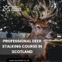 Professional Deer Stalking Course in Scotland - South Ayrshi