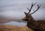 Unveiling the Art of Deer Stalking in Scotland: Traditions a