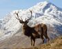 Exploring the Rich Tradition of Deer Hunting in Scotland