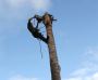 Palm Tree Removal Adelaide