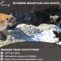 Wyoming Mountain Lion Hunts in Dayton, WY