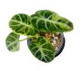 Buy Rare Alocasia Plants | Beleaf Tropicals