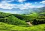 Top 5+ Tea Gardens For Sale In North Bengal