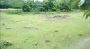 A Beautiful Land is for Sale in North Bengal For Resorts