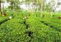 Famous Tea Garden in Dooars is for sale at low price