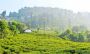Beautiful Tea Estate Ready For Sale In North Bengal