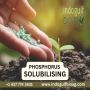  Phosphorus Solubilising Products At Unbeatable Prices!