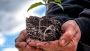 Root Enhancers: Boosting Plant Growth & Export Value