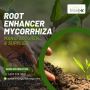 Get Your Hands On The Best Mycorrhiza Powder In The USA