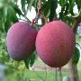 Sweet & Tangy Mango Plants for Sale - Celgen Biotech Sweet & Tangy Mango Plants for Sale - Celgen Biotech