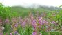 Best Time To Visit Valley Of Flowers | Valleyofflowers.info