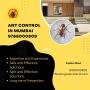 ANT CONTROL IN MUMBAI | 9768000809