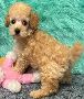 Texas-Bred Tiny Toy Poodles with Big Hearts Texas-Bred Tiny Toy Poodles with Big Hearts