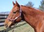 Top Horse Tack Online!