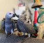 Hand Tame African Grey Parrots