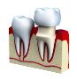 Experience Exceptional Dental Care with Tampa's Top Dentist 