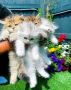Adorable Purebred Perrsian Kittens