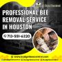 Best Bee Removal Service in Houston