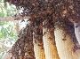 Bee Removal Texas | Budget Bee Control