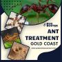 Effective Ant Treatment in Gold Coast – Say Goodbye Effective Ant Treatment in Gold Coast – Say Goodbye