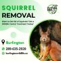 Squirrel Removal Burlington