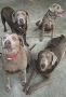 Silver Lab For Sale In Louisiana | Cajun Silver Lab Silver Lab For Sale In Louisiana | Cajun Silver Lab