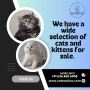 Cat Exotica | Best Himalayan Cat in Bangalore
