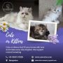  Cat Exotica | Lovely Cats in Bangalore