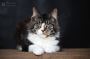 Maine coon